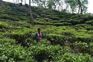 Nurjahan Tea Garden