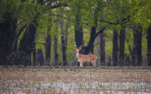 Deer_in_the_green_Sundarbans