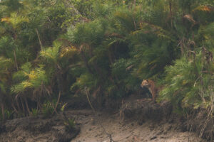 Tiger_Palm_in_Sundarban