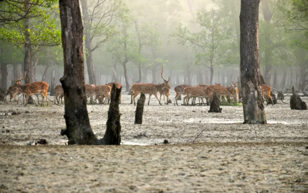 Axishirsche_in_den_Sundarbans